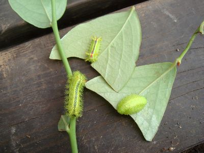 イラガ 注意 毒毛虫 ベリーズ ニッキ